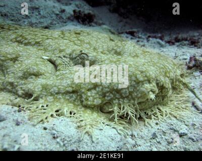 Gros plan du museau du requin Wobbegong taselé (Eucrossorhinus dasypogon) parfaitement camouflé, Raja Ampat, Indonésie Banque D'Images