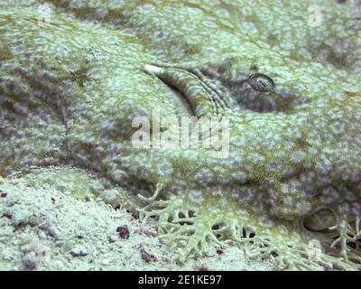 Gros plan du museau du requin Wobbegong taselé (Eucrossorhinus dasypogon) parfaitement camouflé, Raja Ampat, Indonésie Banque D'Images