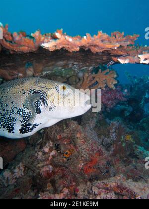 Poisson-fond en pot (Arothron caeruleopunctatus) sous un corail de table Banque D'Images