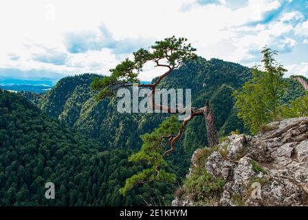 Paysage avec un vieux pin relict sur le sommet de la montagne Sokolica. Banque D'Images