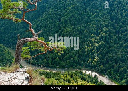 Relict Pine sur le sommet de la montagne Sokolica, sous le virage de la gorge de la rivière Dunajec. Banque D'Images