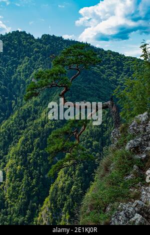 PIN relict sur le sommet de la montagne Sokolica. Banque D'Images