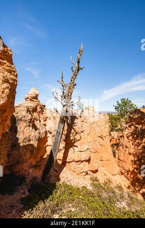 Flèches et arches de grès dans le parc national de Bryce Canyon, Utah Banque D'Images