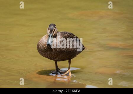 Canard noir du Pacifique debout sur un rocher regardant dans L'appareil photo des jardins japonais de Toowoomba Banque D'Images