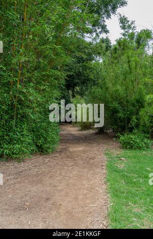 Chemin de pied bordé de bambou autour du lac aux Japonais Jardins à Toowoomba Banque D'Images