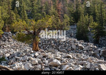 Rocky Field avec Bristlecone Tree Grove qui en sort Parc national de Great Basin Banque D'Images