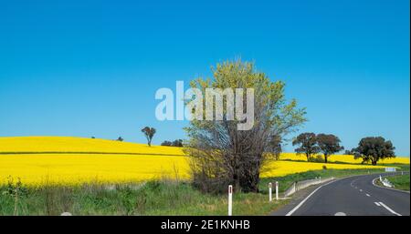 Canola rural champs de colza en fleur jaune photo prise de perspective de l'autoroute à travers les champs contre le ciel bleu Banque D'Images