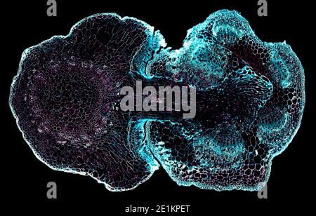 coupe transversale sous le microscope – vue microscopique de cellules végétales pour l'éducation botanique Banque D'Images