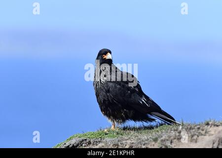 Caracara striée (Phalcoboenus australis) au sommet d'une corniche rocheuse, contre le ciel bleu saphir des îles Falkland dans l'océan Atlantique Sud. Banque D'Images