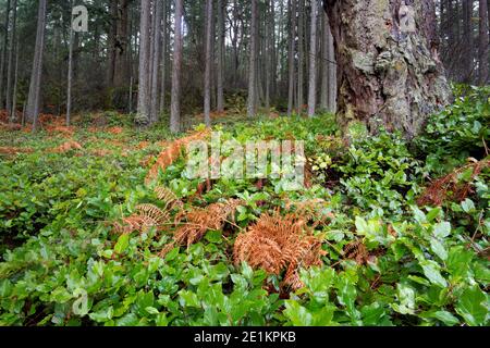 La fougères de Bracken (pteridium aquilinum) de couleur automnale mélangée à des buissons de salal (Gaultheria shallon) pour défricher la forêt de sapins de Douglas, Washington Park, an Banque D'Images