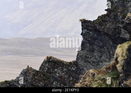 Le skua brun (Stercorarius antarcticus) perchée sur d'immenses falaises escarpées de la Géorgie du Sud dans l'océan Atlantique Sud. Banque D'Images