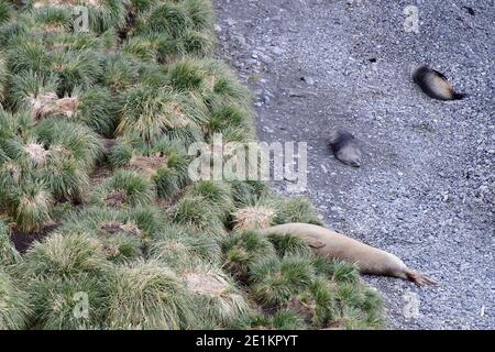 Le phoque à éléphant du sud (Mirounga leonina) ainsi que les phoques à fourrure de l'Antarctique (Arctocephalus gazella) au milieu des herbes de l'île de Géorgie du Sud. Banque D'Images