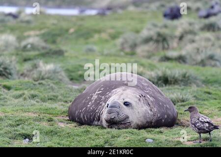 Le phoque du Sud (Mirounga leonina), accompagné d'un skua brun (Stercorarius antarcticus) sur la Géorgie du Sud dans l'océan Atlantique Sud. Banque D'Images