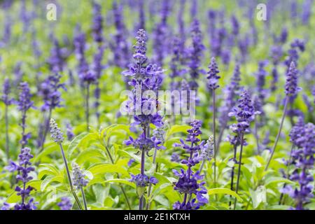 Macro de fleur bleue de Salvia (sauge bleue) dans une terre agricole Banque D'Images