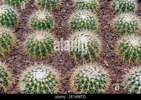 Des rangées de cactus à grosses boules vertes, une espèce de plantes à fleurs de la famille des cactus Cactaceae, indigènes du sud du Brésil Banque D'Images