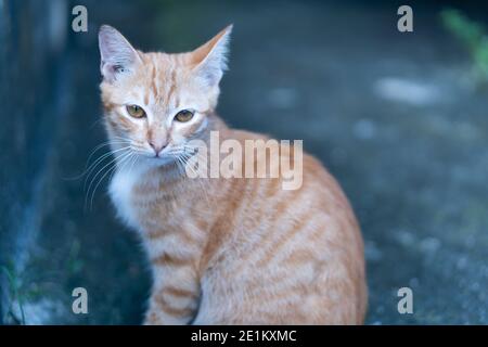 Portrait de beau chat brun tabby avec les yeux bruns Banque D'Images