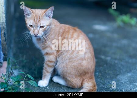 Portrait de beau chat brun tabby avec les yeux bruns Banque D'Images