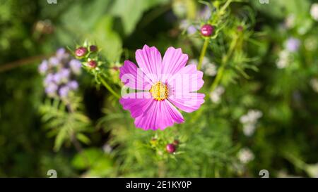 Vue de haut en bas sur une fleur de cosmos de jardin de couleur rose (nom latin : COSMOS bipinnatus, également connu sous le nom d'aster mexicain) Banque D'Images
