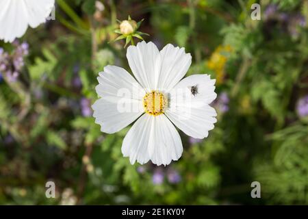 Gros plan d'un Cosmos bipinnatus de couleur blanche. Avec la mouche sur l'un des huit pétales. Banque D'Images