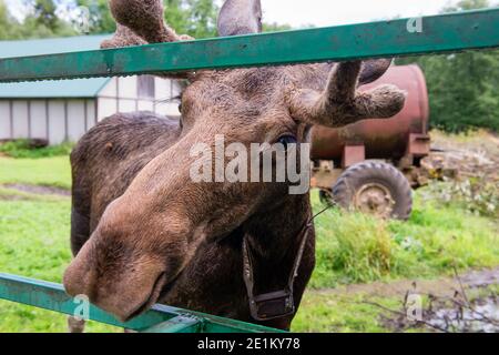 Un orignal à la ferme spéciale d'orignaux de la région de Kostroma En Russie Banque D'Images