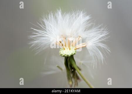 Le fond naturel de la fleur de pissenlit (taraxacum), un grand genre de plantes à fleurs de la famille des Asteraceae, qui se compose d'espèces communément connues Banque D'Images