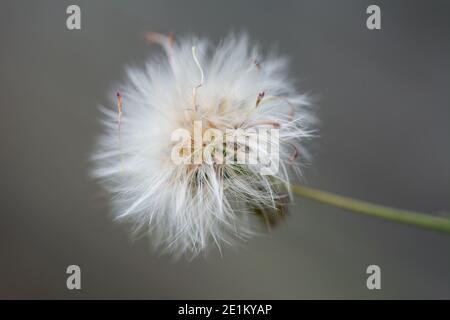 Le fond naturel de la fleur de pissenlit (taraxacum), un grand genre de plantes à fleurs de la famille des Asteraceae, qui se compose d'espèces communément connues Banque D'Images