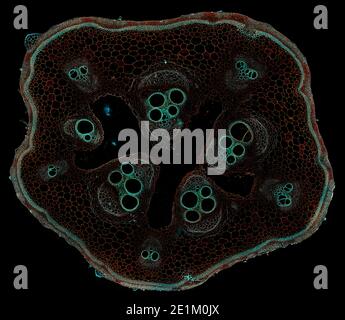 coupe transversale sous le microscope – vue microscopique de cellules végétales pour l'éducation botanique Banque D'Images