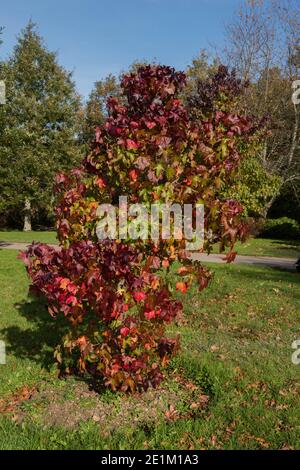 Couleurs d'automne sur un arbre de Gum doux américain (Liquidambar styraciflua 'Bourgogne') croissant dans un jardin dans le Devon rural, Angleterre, Royaume-Uni Banque D'Images