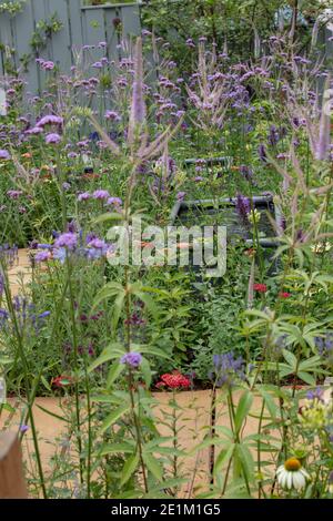 Plantation informelle mixte de plantes herbacées, y compris le verbena bonariensis. Banque D'Images