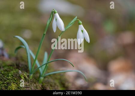 Snowdrop commun (Galanthus nivalis), deux plantes avec fleurs, Campanie, Italie Banque D'Images