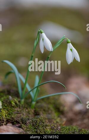 Snowdrop commun (Galanthus nivalis), deux plantes avec fleurs, Campanie, Italie Banque D'Images