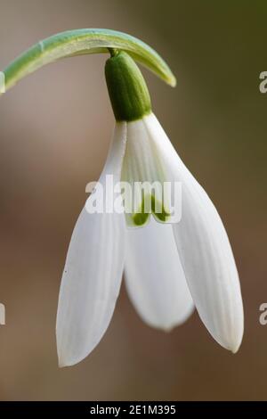 Snowdrop commun (Galanthus nivalis), gros plan d'une fleur, Campanie, Italie Banque D'Images