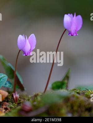 Cyclamen (Cyclamen hederifolium), deux fleurs provenant du sol, Campanie, Italie Banque D'Images