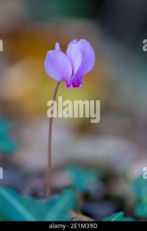 Cyclamen (Cyclamen hederifolium), fleur unique provenant du sol, Campanie, Italie Banque D'Images