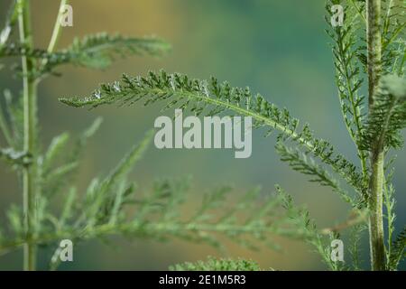 Schafgarbe, Blatt, Blätter, Gewöhnliche Schafgarbe, Wiesen-Schafgarbe, Schafgabe, Achilllea millefolium, yarrow, Common Yarrow, feuille, feuilles, Achillée Banque D'Images