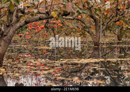 Réflexion de branches avec des fruits mûrs d'arbres de persimmon dans l'eau. Israël Banque D'Images