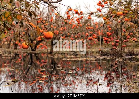 Réflexion de branches avec des fruits mûrs d'arbres de persimmon dans l'eau. Israël Banque D'Images