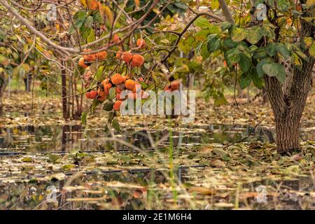 Arbres de permmon avec des fruits mûrs sur les branches debout l'eau après la pluie dans le verger Banque D'Images