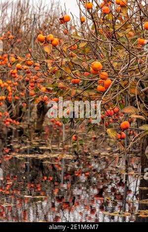 Réflexion de branches avec des fruits mûrs d'arbres de persimmon dans l'eau. Israël Banque D'Images