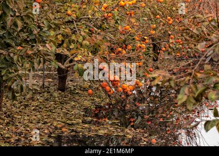 Réflexion de branches avec des fruits mûrs d'arbres de persimmon dans l'eau. Israël Banque D'Images