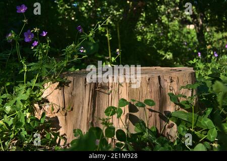 Une seule tranche d'arbre décortiqués parmi les fleurs, les herbes vertes et les branches. Banque D'Images