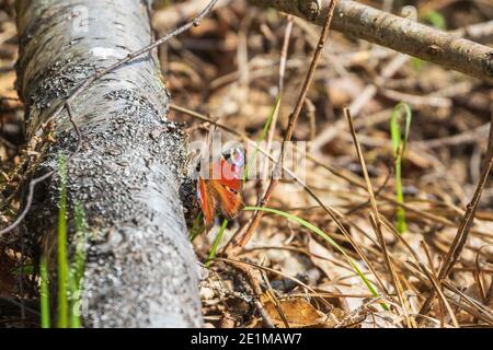 Papillon de paon assis sur une bûche d'arbre à la lumière du soleil Banque D'Images