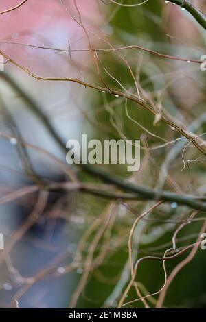 arrière-plan naturel de branches minces floues avec gouttes d'eau Banque D'Images