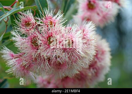 Gros plan des fleurs et bourgeons roses et blancs de la famille des Myrtaceae, originaire d'Australie, Corymbia Fairy Floss. Cultivar de Corymbia fifolia Banque D'Images