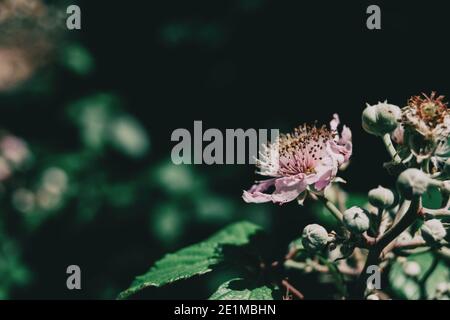 Fleur de rosacée de rubus ulmifolius illuminée par la lumière du soleil dans le champ Banque D'Images