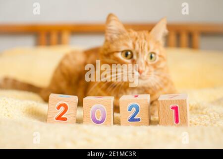 Un chat gras de gingembre et les numéros 2021 des cubes pour enfants sur une couverture tricotée jaune. Banque D'Images