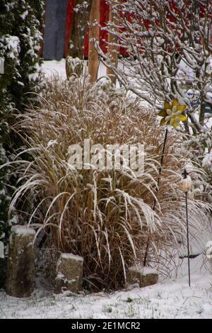 hiver herbe ornementale karl foerster couvert de neige et avec belle décoration de jardin Banque D'Images