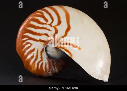 Le shell d'un Nautilus. La seule espèce vivante d'une famille autrefois commune et répandue de céphalopodes marins. Lié au calmar Banque D'Images