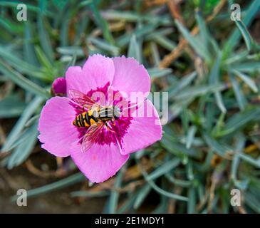 Le footballeur Hoverfly se nourrissant d'une fleur rose Banque D'Images