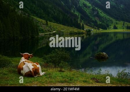 la vache se trouve sur la rive d'un lac de montagne et regarde le paysage Banque D'Images